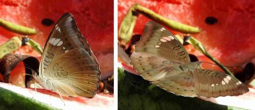 Euthalia aconthea